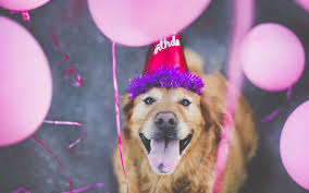 happy dog birthday
